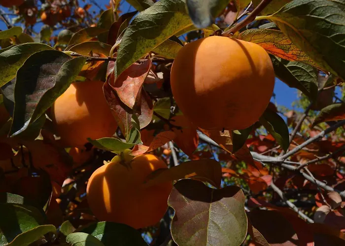 Tista By Fewotessin * Ascona